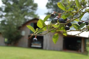 Bear Mountain Blueberry Farm Springville Alabama u-pick blueberries | upickfarmlocator.com